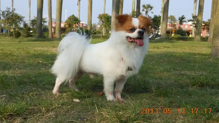 蝴蝶犬串串旺财多多前来报道!顺便找个女朋友给它.