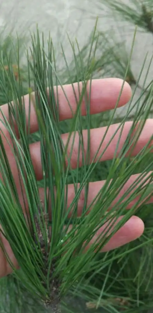 其它 奇妙的叶子 写美篇这是松针的树叶,它是针形叶.