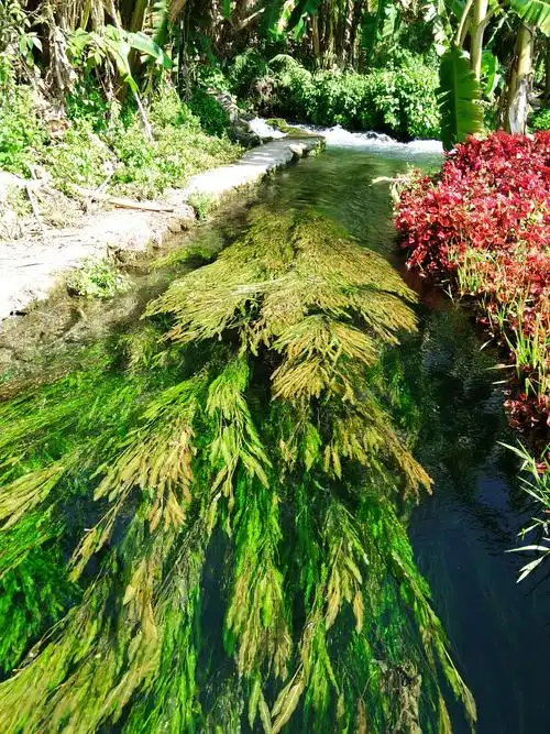 软泥上的青荇,  油油的在水底招摇; 在康河的柔波里,  我甘心做一条