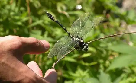 蜻蜓咬人有毒吗(你见过蜻蜓咬人吗?