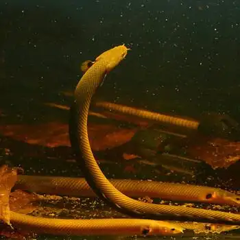 恐龙王底层草绳恐龙古代龙鱼 白化黄金恐龙王 大花恐龙王草绳恐龙鱼