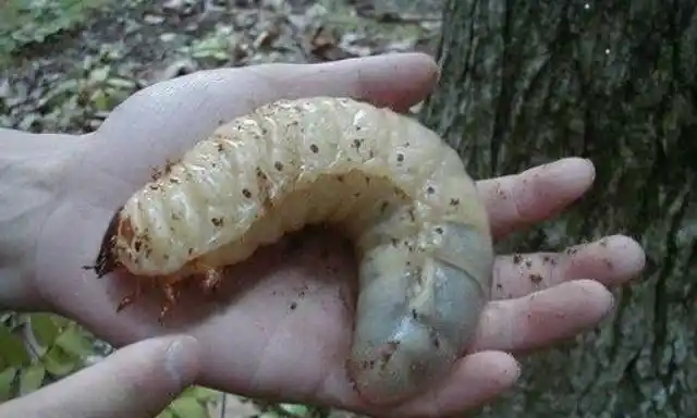 农村肉嘟嘟的蛴螬虫它的破坏力大不过可以油炸吃