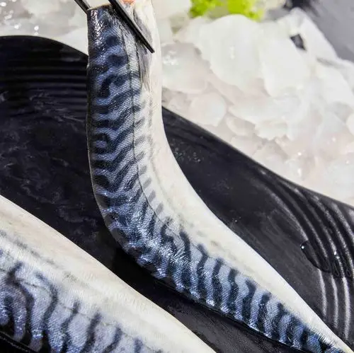 99海里挪威新鲜青花冷冻海鲜水产占鱼鲜活海鱼秋刀鱼