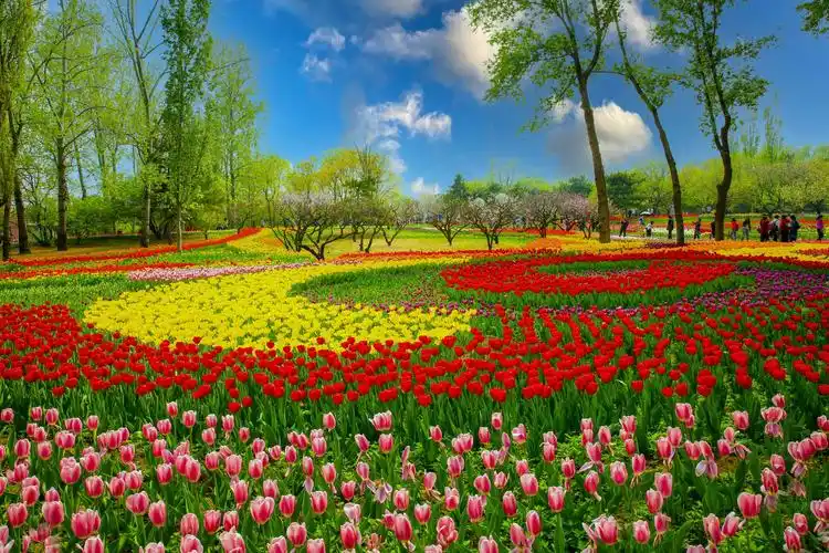 作品曁优秀摄影师评选】投稿 (十四)北京植物园郁金香花海(风光类)