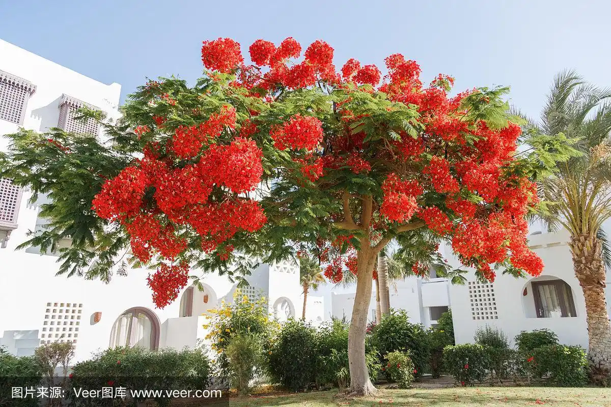 凤凰树开着红色的花