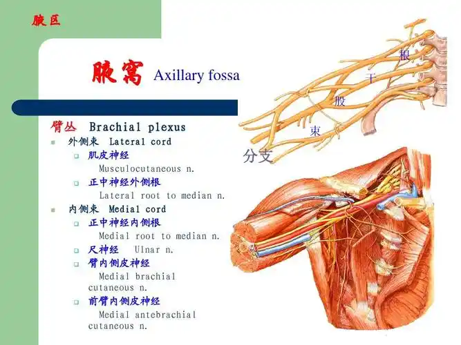 腋窝解剖ppt