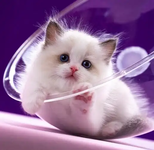 我就呆呆的看着你