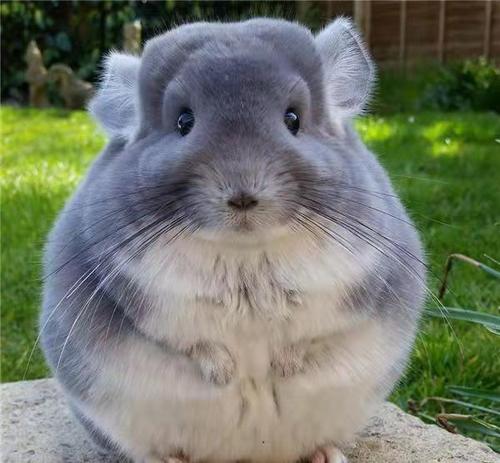 龙猫活物送笼子活体宠物小幼崽宝宝长毛紫灰标灰打过疫苗可爱公仔