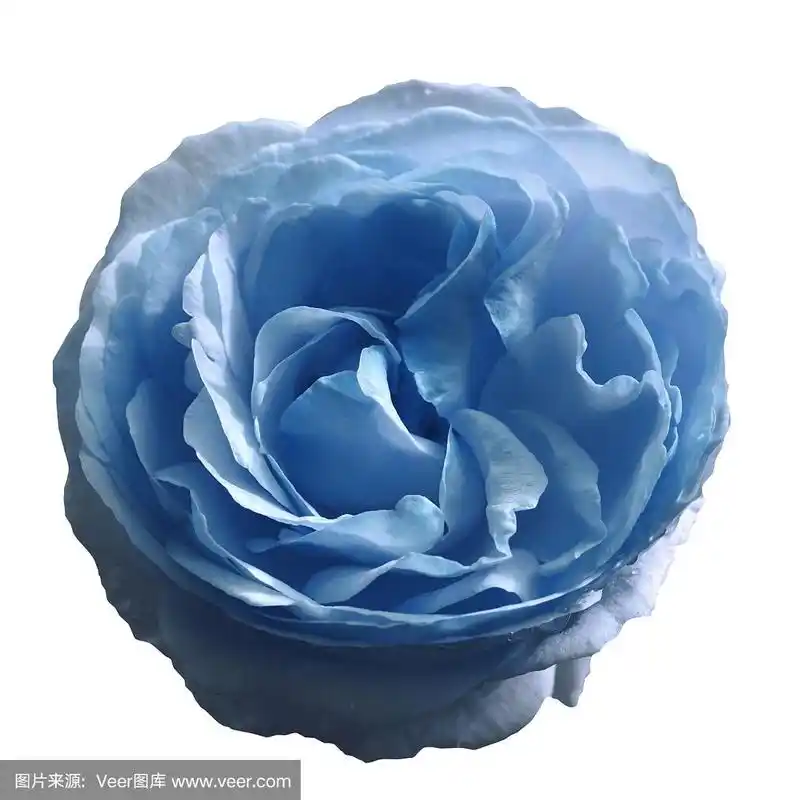 浅蓝色玫瑰花在白色孤立的背景与修剪路径.没有阴影.特写镜头.大自然.