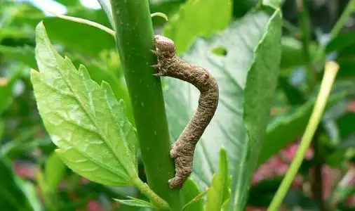 尺蠖chǐ huò 尺蛾幼虫