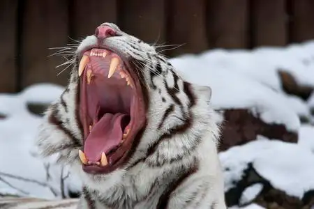 老虎显示牙齿图片
