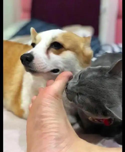柯基面对臭脚是一脸嫌弃而猫咪却主动上前去闻重口味的猫啊