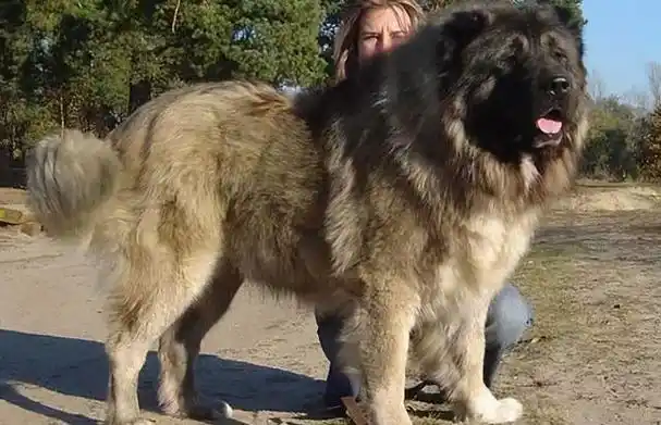 的大型犬,健壮的身躯里面,潜藏着柔软的心灵(大型宠物犬有哪些品种)