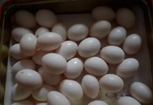 鸽子蛋