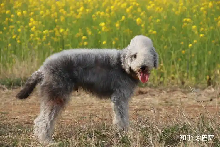 养贝灵顿梗的优缺点