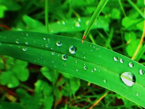 一片草叶上的几滴水珠.