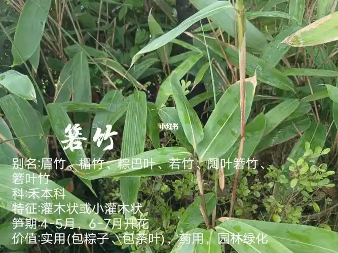 植物小科普箬竹