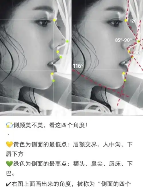 侧颜的黄金比例