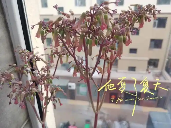 多肉植物—不死鸟