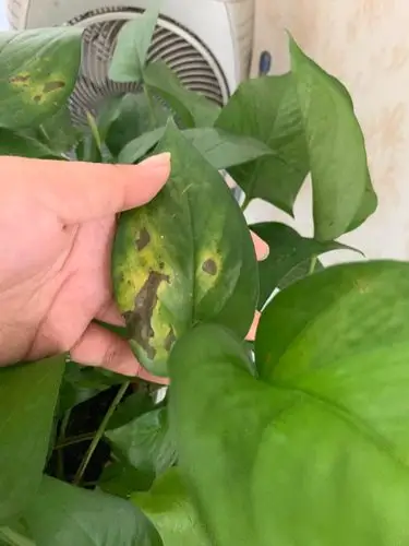 我的绿萝这是什么病,怎么治?叶面黄色伴有大黑斑.还有被吃了的.