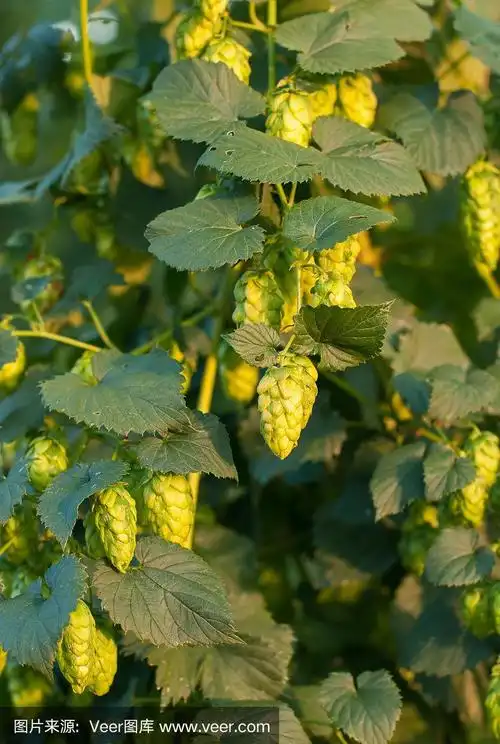 绿色啤酒花的特写照片
