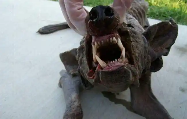 "卓柏卡布拉",翻译过来就是"吸血山羊".