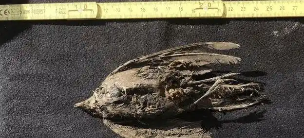 北极发现46万年前生物尸体冰川冻土融化是给人类的危险信号