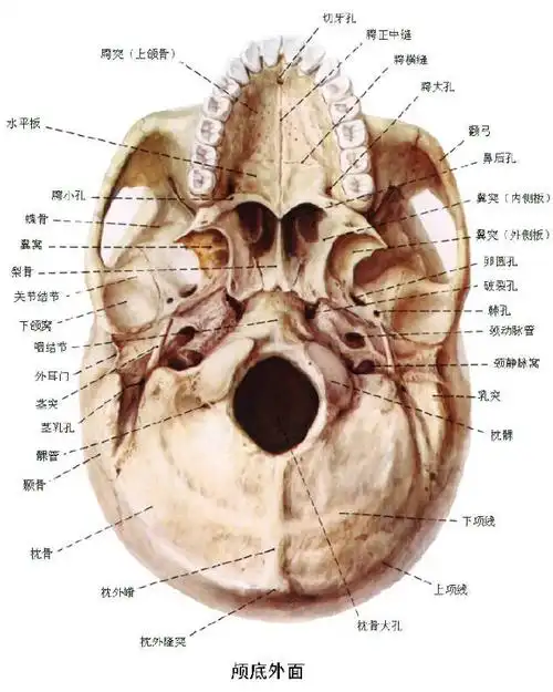 【柳澄讲坛】"翼腭窝解剖"--msct