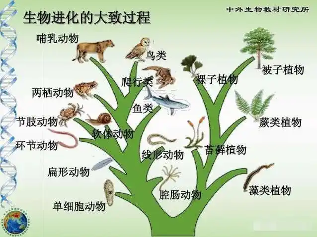生物进化大致过程还有苹果为什么向地面落下来,而不是向天空中升起来