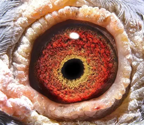 三十七羽超级种鸽眼欣赏!