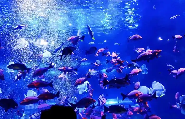 拍照圣地西安曲江海洋极地公园