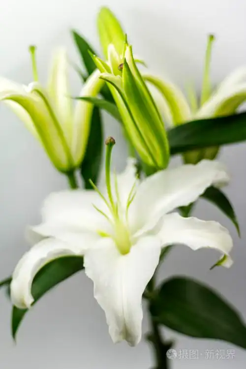 3456*5184px发票合同问题/花瓣花卉美丽植物白色百合查看作者其