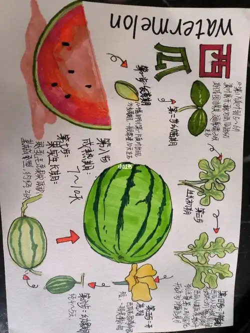 西瓜自然笔记