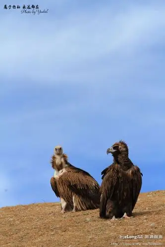 【自驾川西】冒险跟拍色达天葬仪式上的秃鹫, 冰沁于心旅游攻略