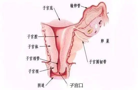 向下看,宫体与宫颈连接部称为峡部,非孕子宫峡部长度约1cm;妊娠时峡部