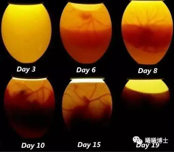 第五届立创电子设计大赛#diy鸡鸭孵化器 - 嘉立创eda开源硬件平台