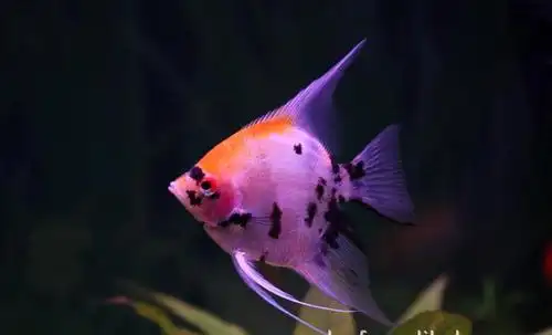 燕子渔场 观赏鱼 红头三色神仙 热带鱼 大中小规格都 渔场直销