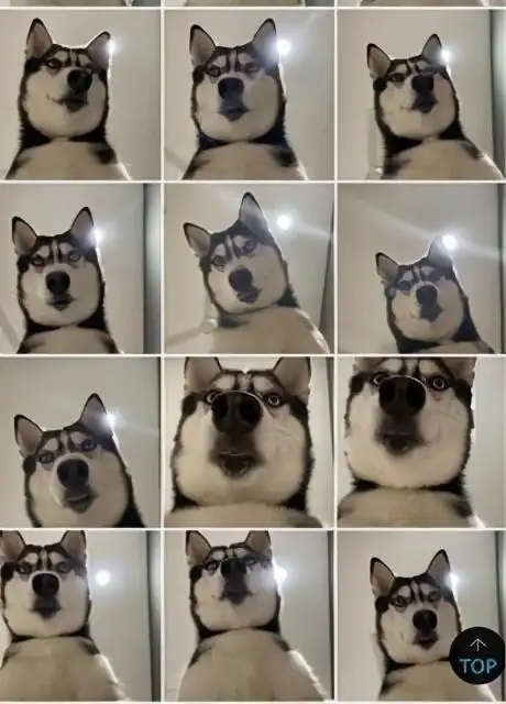 迷之自信!自恋二哈偷铲屎官手机自拍,铲屎官一看差点笑翻