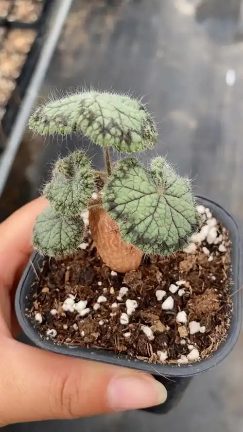 植物28圆叶洋葵可爱熟桩冬型块根多肉一物一拍多肉植物