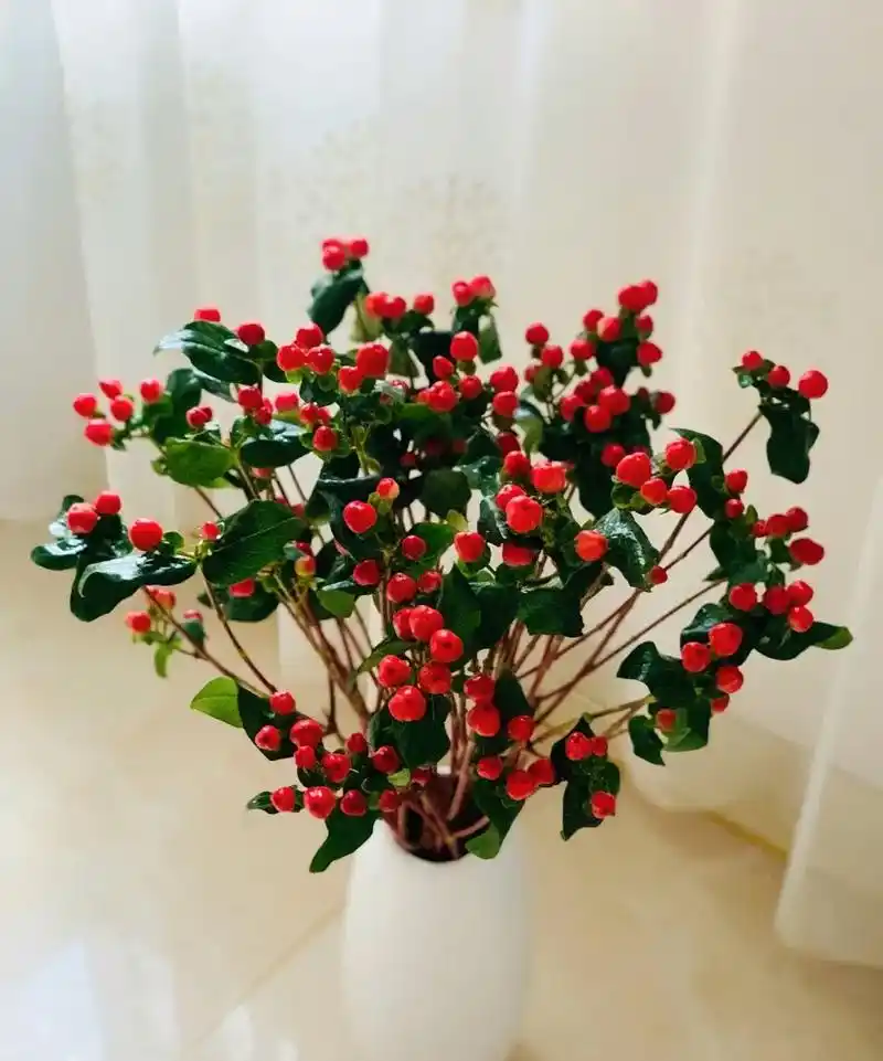 又称相思豆,富贵豆,火龙珠 花语:相思,爱的思念,红红 - 抖音