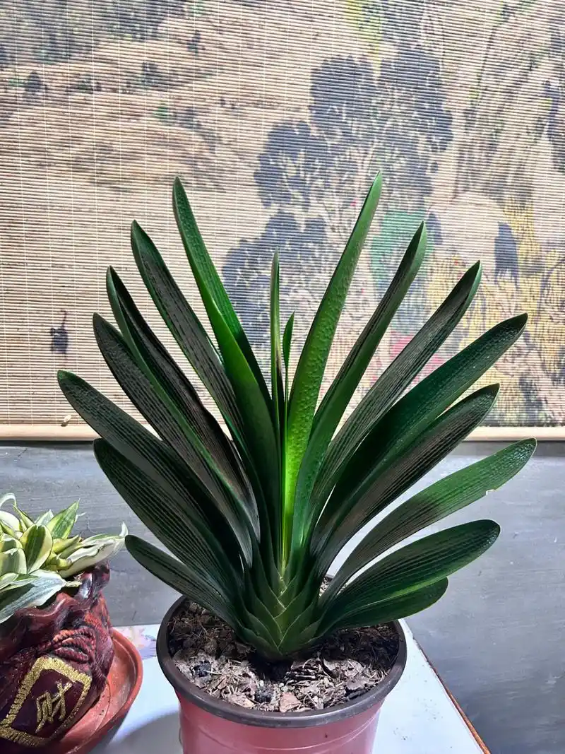 君子兰莲花座 这样的君子兰你们见过吗