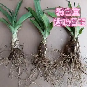 晚香玉种球夏季开花球盆栽多年生白色晚香玉种球重瓣夜来香浓香型