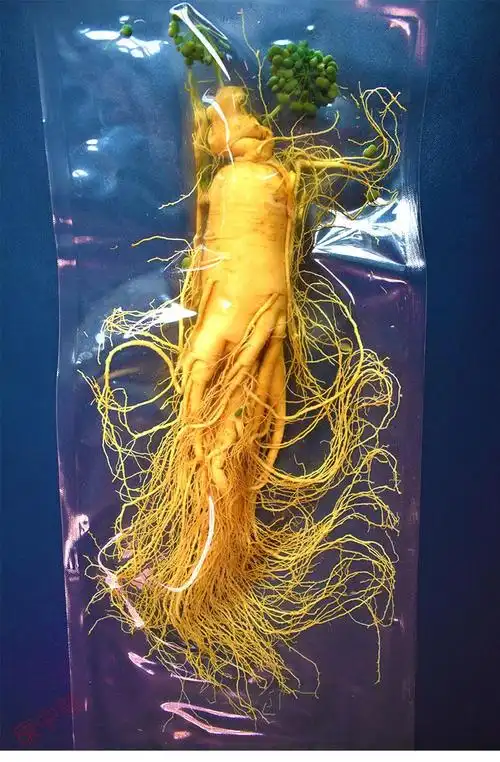 康中尊特大人参单支长白山鲜人参一斤东北参人椮叁人参泡酒专用 450g