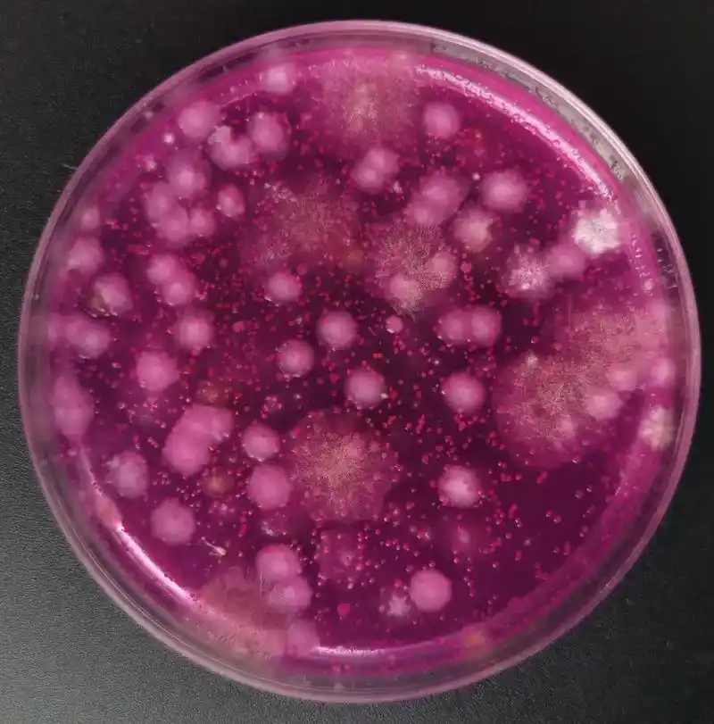 检易霉菌酵母菌即用型平板  48小时计数 菌落无蔓延扩散#食 - 抖音