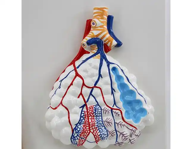 产品中心 生理模型 呼吸系统