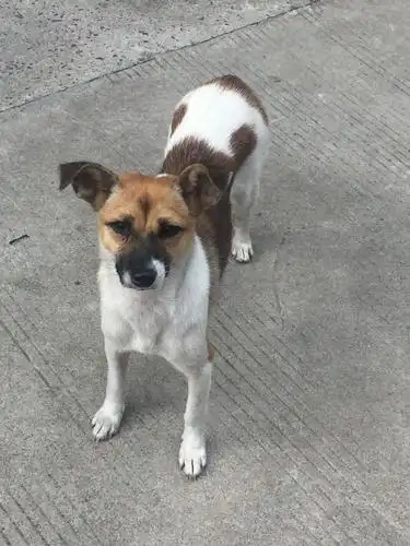 聪明土狗,听闻主人要将它卖掉,第二天离家出走再也没回来