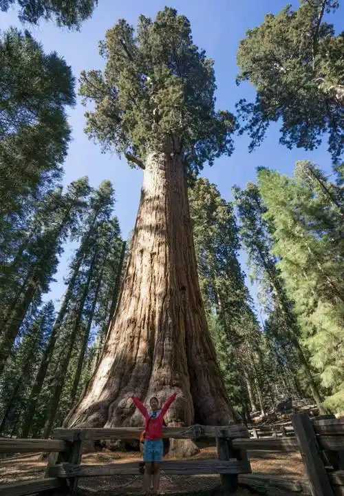 巨树森林,直径11米,你能见到世界上最大的树-红杉国家公园_加州_杉树