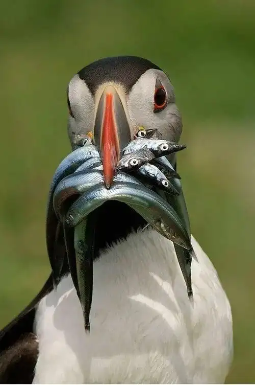 从未见过的动物照片,太罕见了!送给你