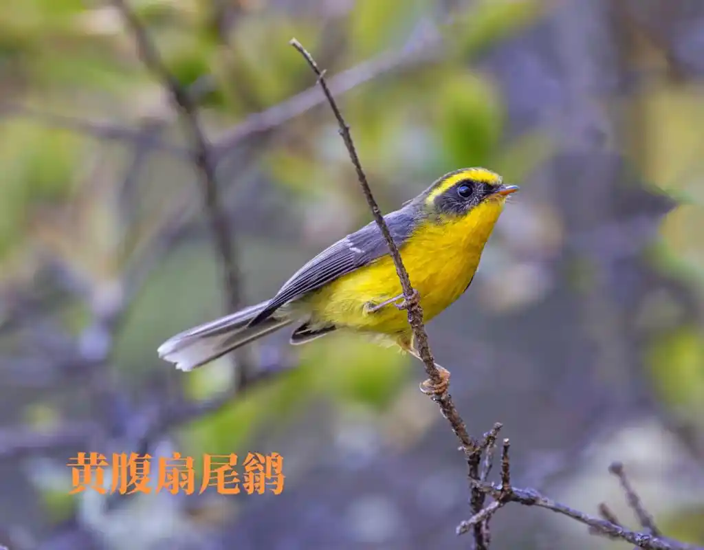 黄腹扇尾鹟(学名:chelidorhynx hypoxant - 抖音
