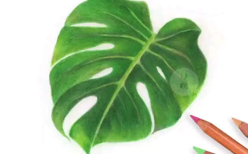 【彩铅】龟背竹 好看又好养活